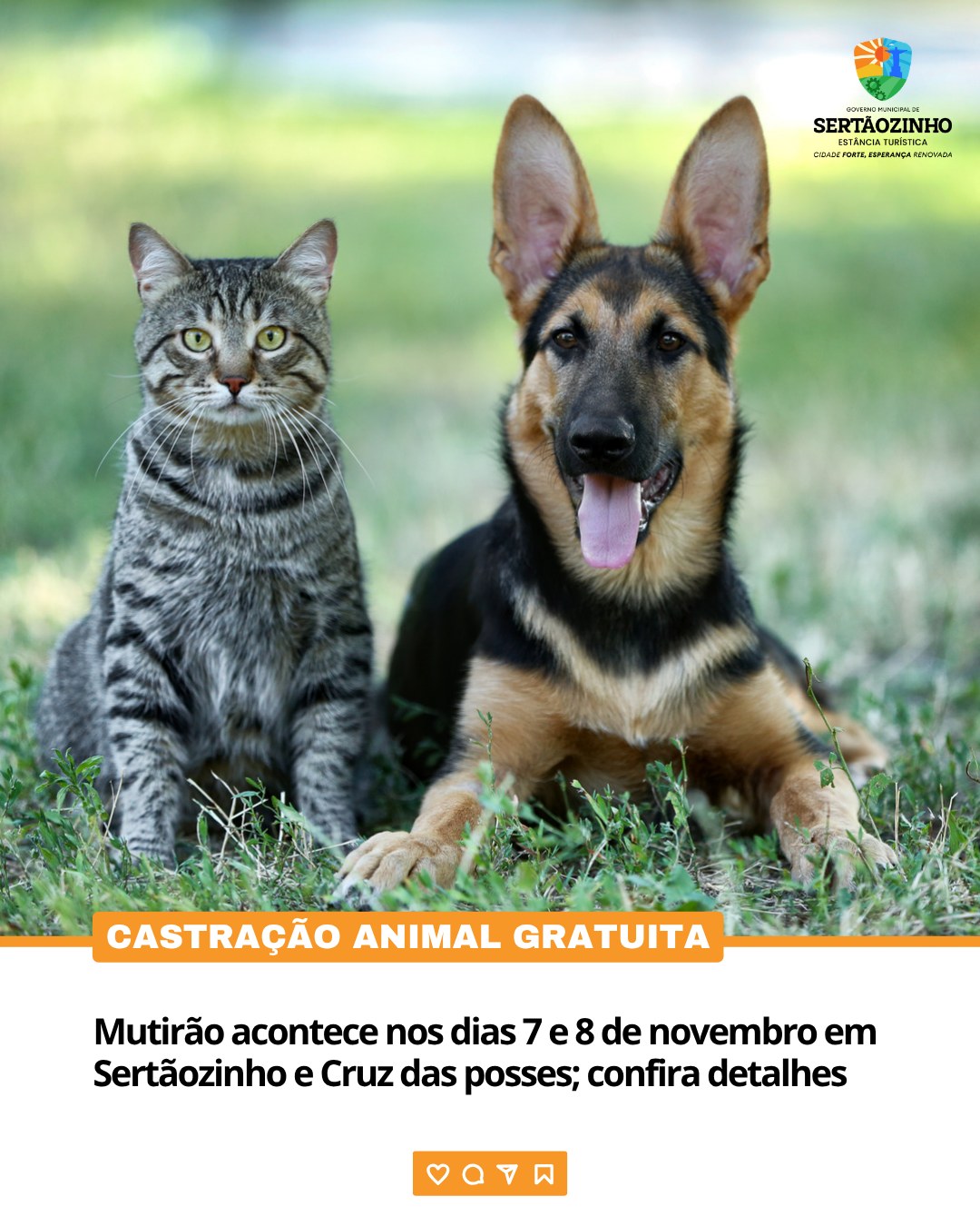 Mutirões de Castração Gratuitos para Cães e Gatos