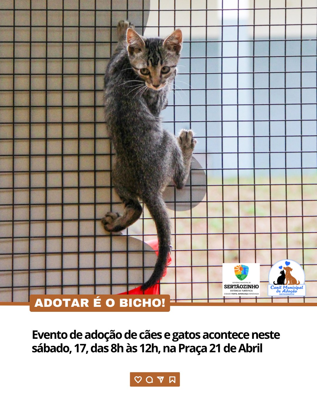 Evento de adoção de cães e gatos