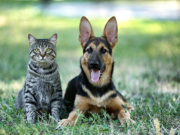 Mutirões de castração oferecem 500 vagas gratuitas para cães e gatos em Sertãozinho e Cruz das Posses