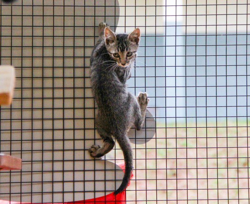 Amor em forma de bichinho: evento de adoção animal acontece neste sábado, 17, no estacionamento da loja de ferragens da Copercana