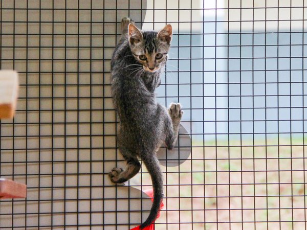 Amor em forma de bichinho: evento de adoção animal acontece neste sábado, 17, no estacionamento da loja de ferragens da Copercana