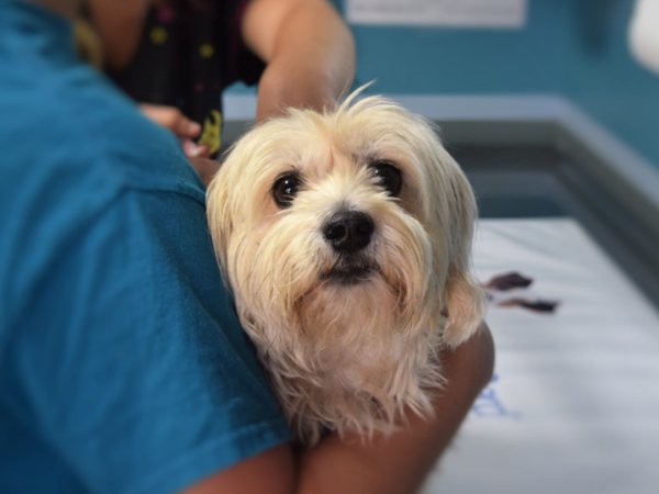 Sertãozinho oferece cursos gratuitos de açougue e auxiliar de veterinário pelo Qualifica SP
