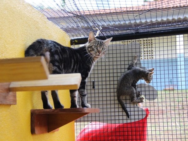 Centro Esportivo Mogiana recebe evento de adoção pet neste sábado, dia 31